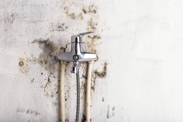 Best Emergency Mold Remediation in Bowie, MD