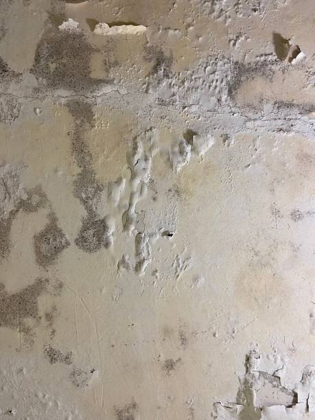 Best Health and Safety Mold Remediation in Bowie, MD