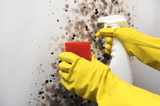 Best Bathroom Mold Remediation in Bowie, MD