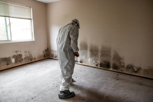 Best DIY Mold Remediation Support Services in Bowie, MD