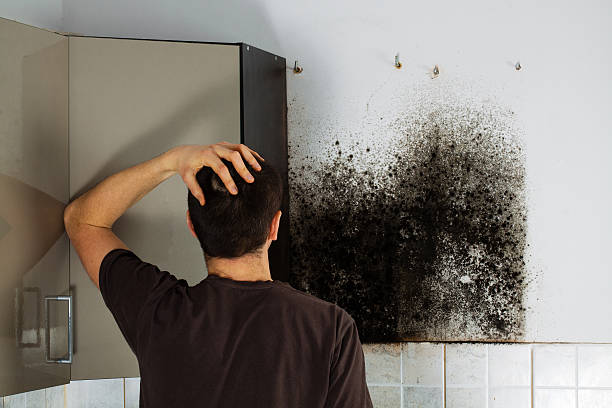 Best Residential Mold Remediation in Bowie, MD
